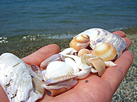 目の前の海岸で拾った貝殻